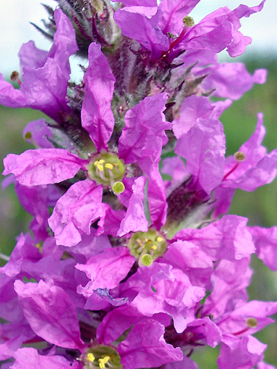 Purple loosestrife (Lythrum salicaria) : Flowers