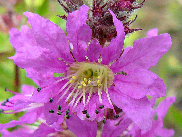 Purple loosestrife (Lythrum salicaria) : Flower