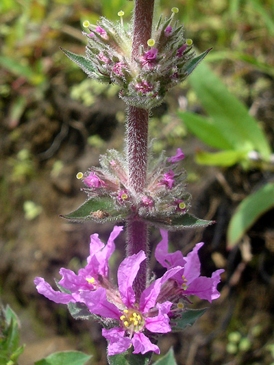 Purple loosestrife (Lythrum salicaria) : Inflorescence in bud and in flowers