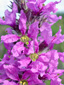 Purple loosestrife : 1- Flowers