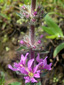 Purple loosestrife : 7- Inflorescence in bud and in flowers
