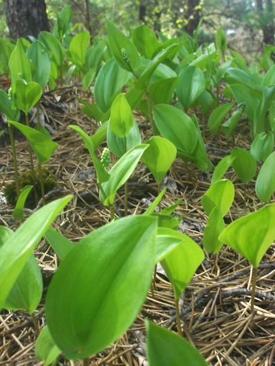 Wild lily-of-the-valley (Maianthemum canadense) : Young plants