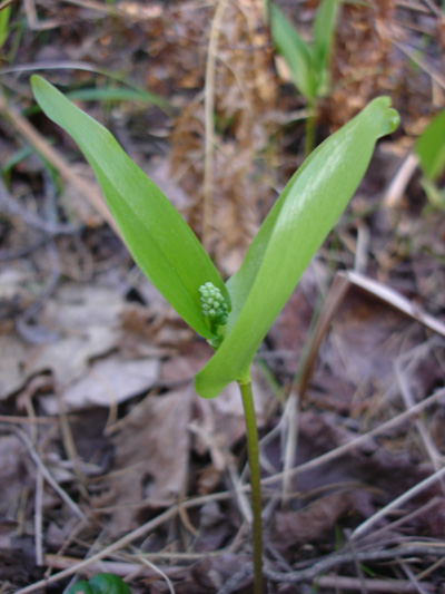 Wild lily-of-the-valley (Maianthemum canadense) : Young plant