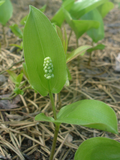 Wild lily-of-the-valley (Maianthemum canadense) : Young plant