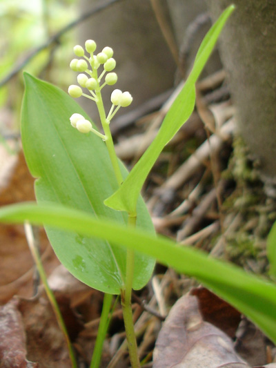 Wild lily-of-the-valley (Maianthemum canadense) : Flower buds