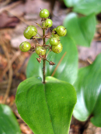 Wild lily-of-the-valley (Maianthemum canadense) : Young fruits (berries)