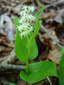 Wild lily-of-the-valley : 1- Flowering plant