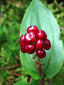 Wild lily-of-the-valley : 10- Fruits (berries)