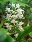 Wild lily-of-the-valley : 7- Inflorescence