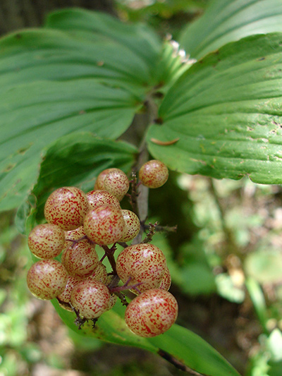 Large false Solomon's seal (Maianthemum racemosum) : Plant with young fruits