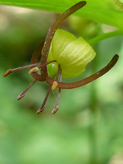 Indian cucumber-root (Medeola virginiana) : Flower