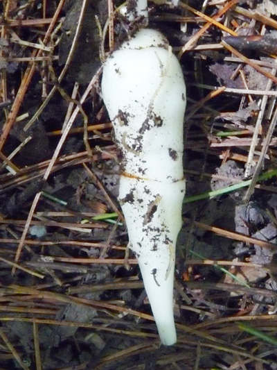 Indian cucumber-root (Medeola virginiana) : Root  (edible tuber)