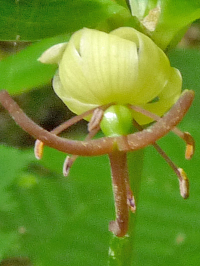 Indian cucumber-root (Medeola virginiana) : Flower