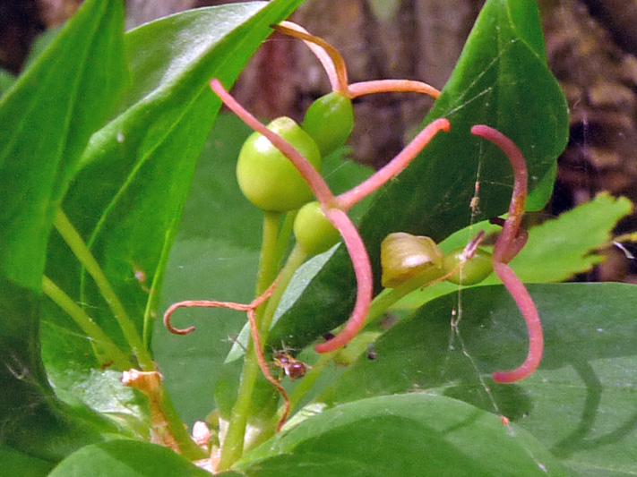 Indian cucumber-root (Medeola virginiana) : Young fruits