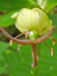 Indian cucumber-root : 5- Flower