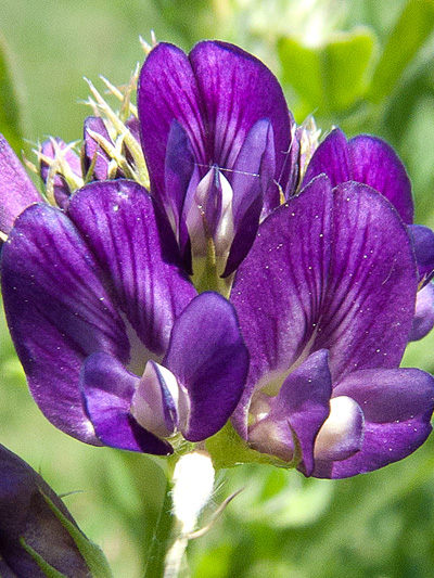 Alfalfa (Medicago sativa) : Flowers
