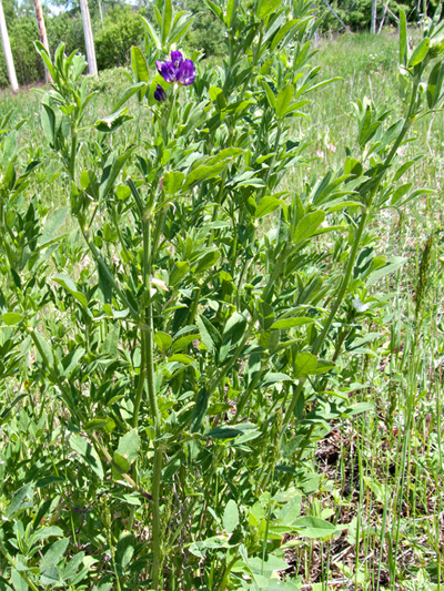 Alfalfa (Medicago sativa) : Flowering plants
