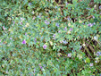 Alfalfa : 4- Flowering plants