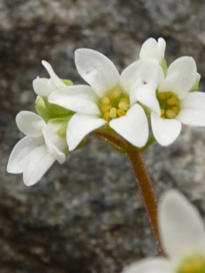 Early saxifrage (Micranthes virginiensis)