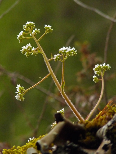 Early saxifrage (Micranthes virginiensis) : Flowering plant