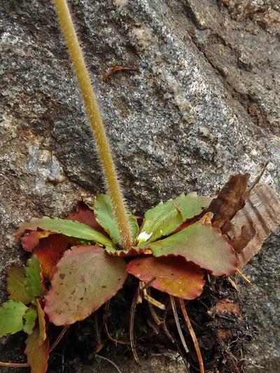 Early saxifrage (Micranthes virginiensis) : Base rosette and stem