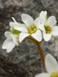 Early saxifrage : 1- Flowers