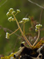 Early saxifrage : 2- Flowering plant
