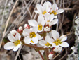 Early saxifrage : 3- Flowers and buds