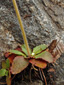Early saxifrage : 4- Base rosette and stem