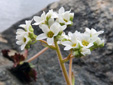 Early saxifrage : 5- Inflorescence