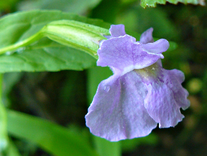 Square-stemmed monkeyflower (Mimulus ringens) : Flower