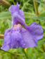 Square-stemmed monkeyflower : 5- Flower