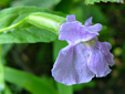 Square-stemmed monkeyflower : 6- Flower