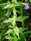 Square-stemmed monkeyflower : 7- Leaves