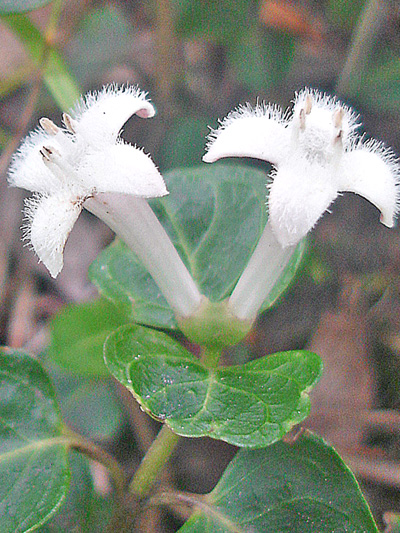 Partridgeberry (Mitchella repens) : Flowers