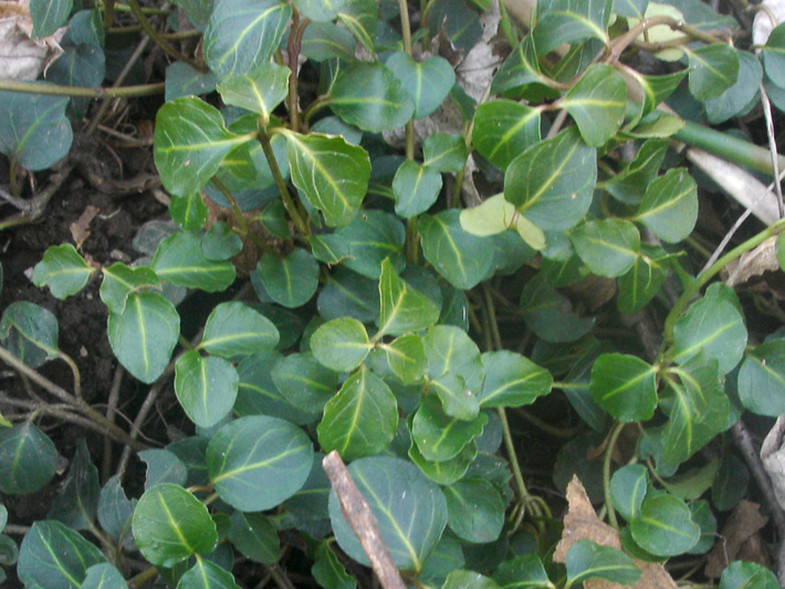 Partridgeberry (Mitchella repens) : Leaves