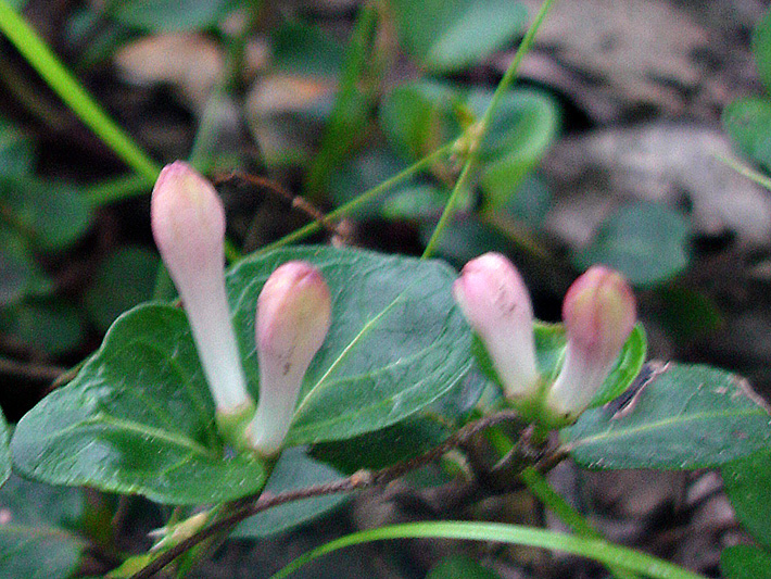 Partridgeberry (Mitchella repens) : Buds