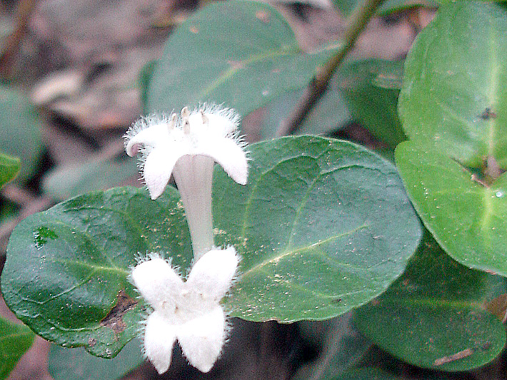 Partridgeberry (Mitchella repens) : Flowering plant
