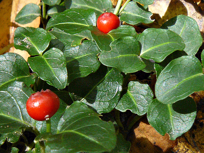Partridgeberry (Mitchella repens) : Fruits