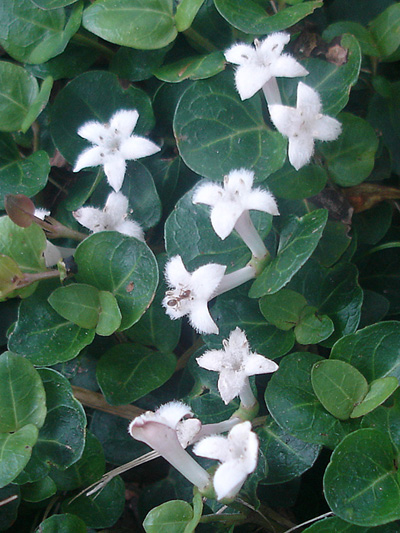 Partridgeberry (Mitchella repens) : Flowering plants
