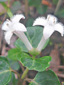Partridgeberry : 1- Flowers