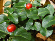 Partridgeberry : 5- Fruits