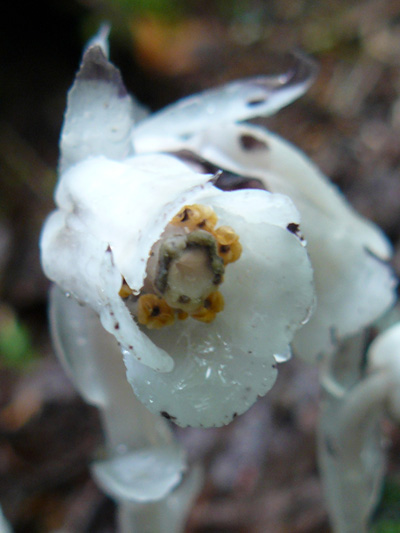 Idian pipe (Monotropa uniflora) : Flower