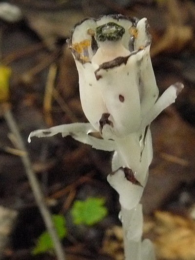 Idian pipe (Monotropa uniflora) : Flower after pollination