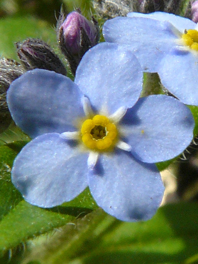 Small Forget-me-not (Myosotis laxa) : Flower