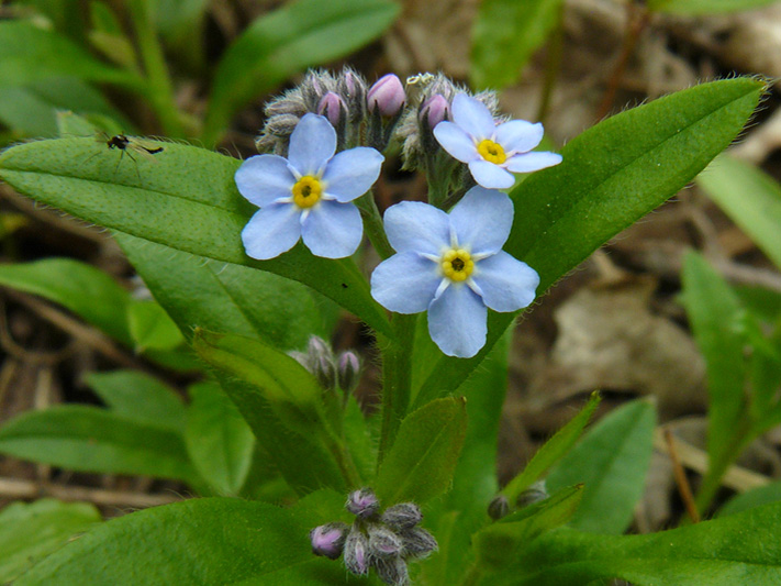 Small Forget-me-not (Myosotis laxa) : Flowering plants
