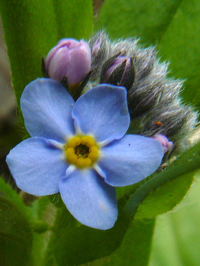 Small Forget-me-not (Myosotis laxa) : Flower and buds