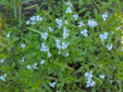 Small Forget-me-not : 4- Colony