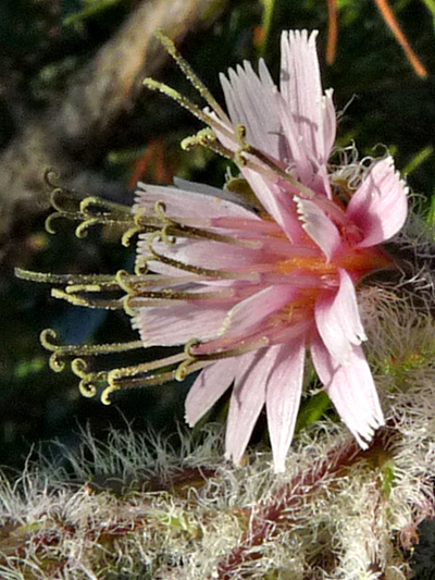 Glaucous rattlesnakeroot (Nabalus racemosus) : Flower