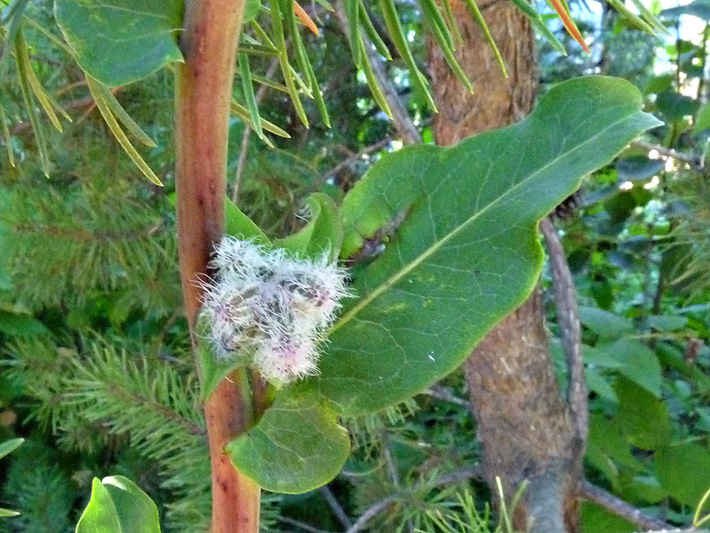 Glaucous rattlesnakeroot (Nabalus racemosus) : Stalk, flower buds and leaf